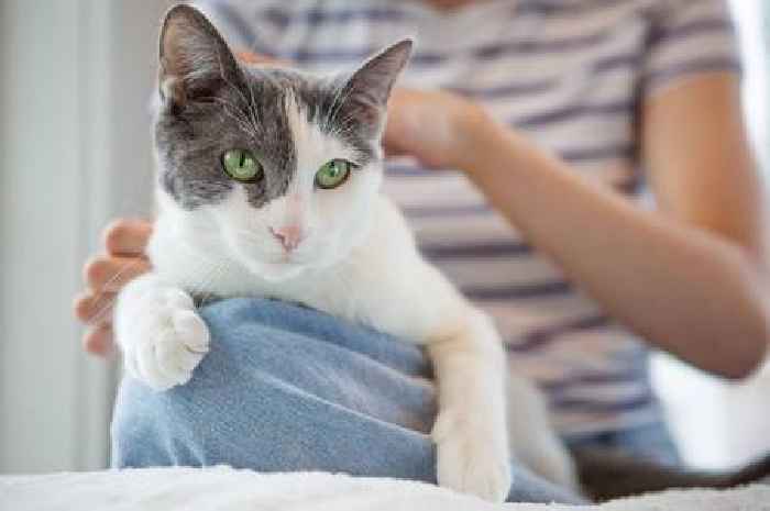 'I'm a pet expert and this is why your cat bites you when you pet it'