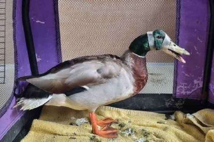Duck suffers broken bill after ‘vile’ catapult attack in Cambridgeshire nature reserve