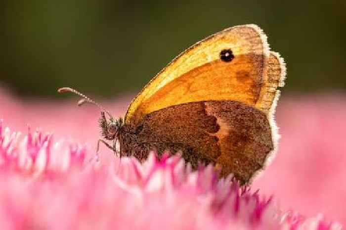 Brits with butterflies in garden told to take urgent action 'before it's too late'