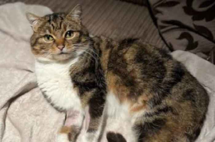 Cat missing for two years reunited with Scots family thanks to microchip