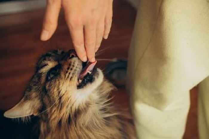 Feline expert shares one way to know if your cat really loves you