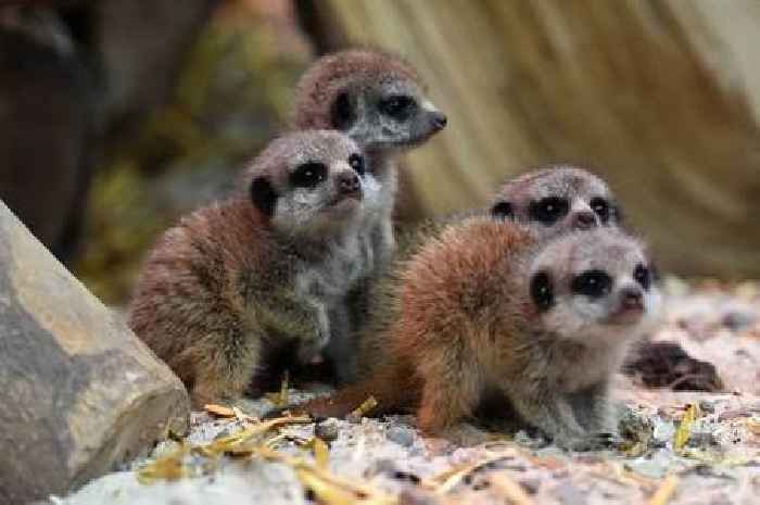 Four adorable meerkat pups born at Blair Drummond Safari Park settling into surroundings