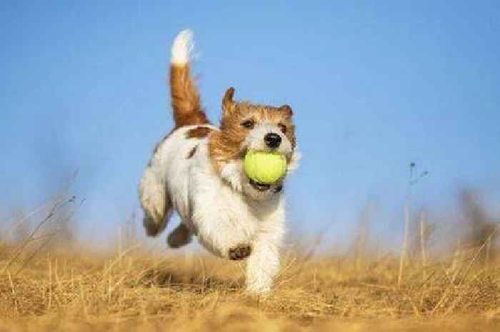 How often should you clean your dog's toys? Owners weigh in on pet care practices