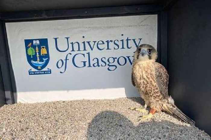 Peregrine falcon chick in Glasgow Uni tries to soar on its first flight with limited success