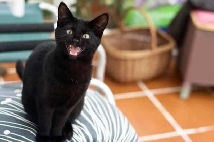 Common pet toy mistake could cause your cat stress and anxiety