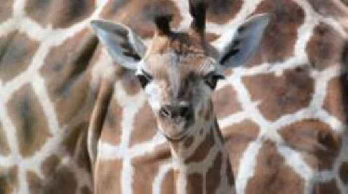 Belfast Zoo closed for a second day after E. coli outbreak