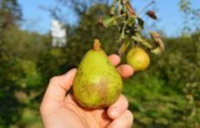 Fight to preserve 'last of their kind' fruit trees