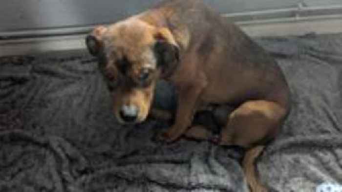 Injured dog found tied to bin put to sleep
