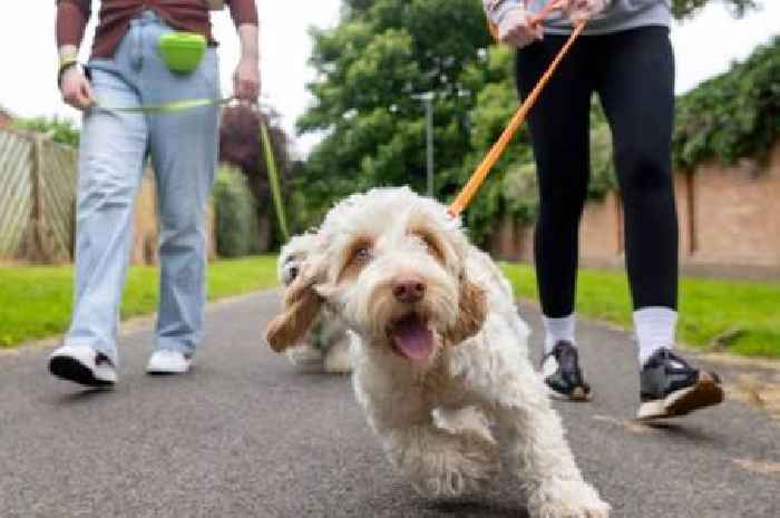 Dog owners in England warned to 'keep pets indoors' until 6pm from Thursday