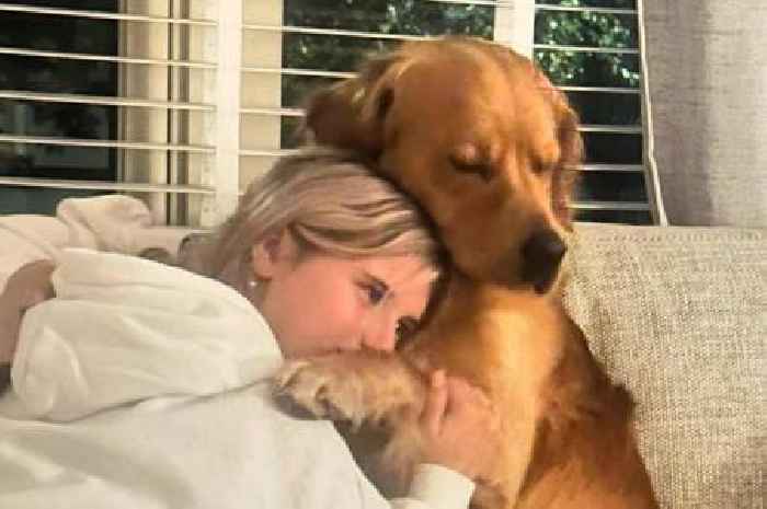Therapy dog missing in Highlands for two weeks as owners continue 'relentless search'