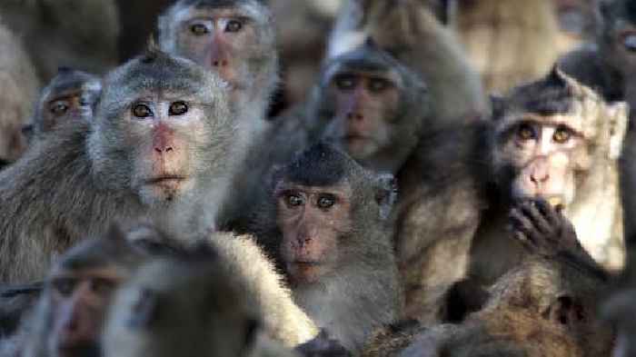 UK woman jailed for sharing 'horrific' monkey torture videos