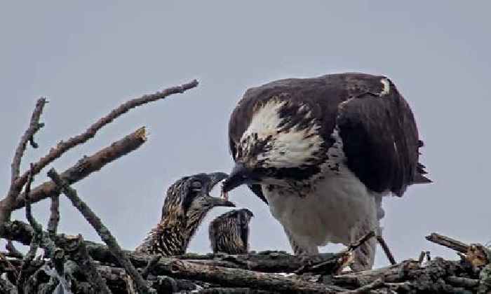 Three osprey chicks hatch in 500-pound steel nest boxes