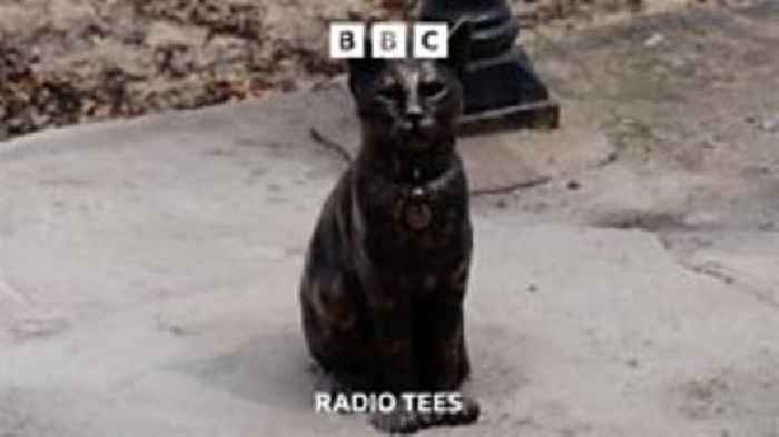 Hendrix the cat: A Saltburn icon
