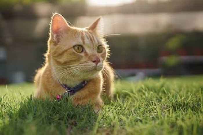 Cats will stay away from your garden with leftover ingredient they 'hate'