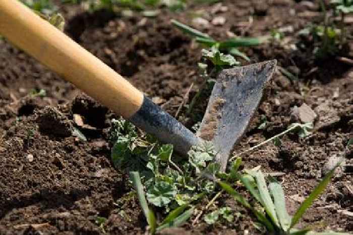 Gardeners urged to dig out secret weed that looks like common flower in June