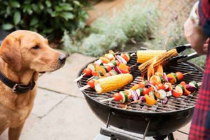 Dog owners warned of danger that could injure pets this BBQ season