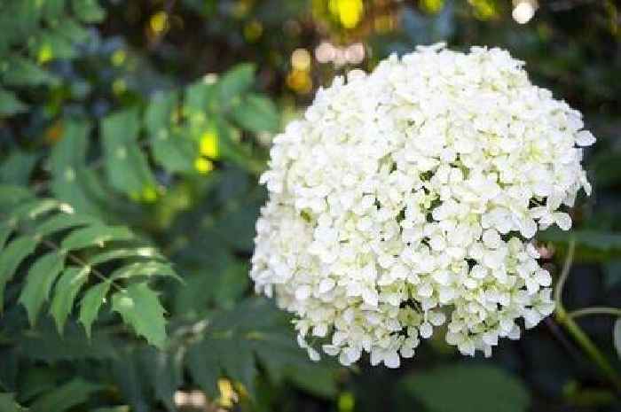 Gardeners should swap hydrangeas for pretty plant which looks after itself