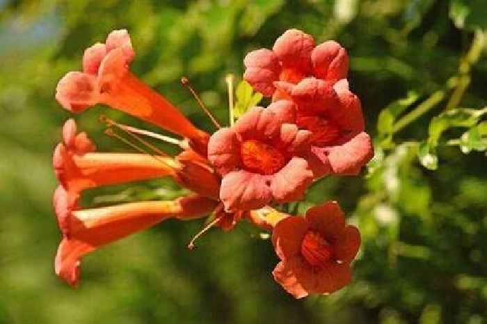 Gardening expert names 'fastest growing' plant that rapidly covers walls and fences