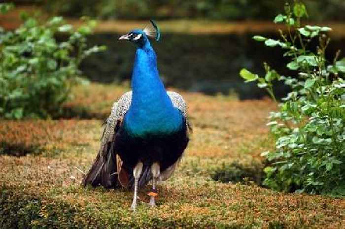 Scots villagers left baffled by mystery peacock spotted roaming streets