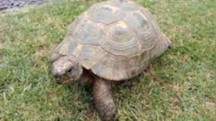 Owner's shock as 'male' tortoise lays eggs
