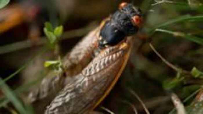 Singing cicadas return to UK after three decades
