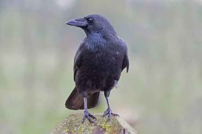 Anyone with crows in garden given warning and told 'carry a stick'