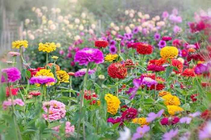 Seven flowers that will grow almost anywhere - from clay soil to under a tree