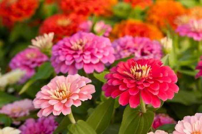 Gardens will be bursting with colour when you plant 7 flowers that grow almost anywhere