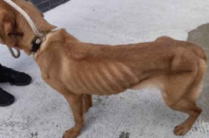 Cruel Scot left starved dogs scavenging for food in cage covered with faeces