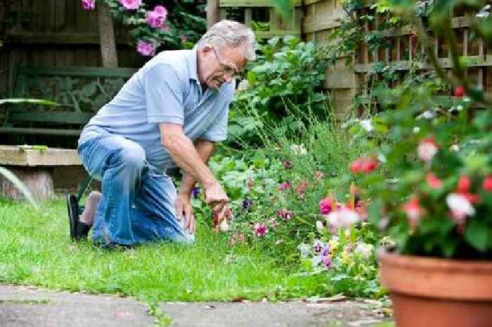 Gardeners advised to get rid of misleading weed in June which looks like pretty flower