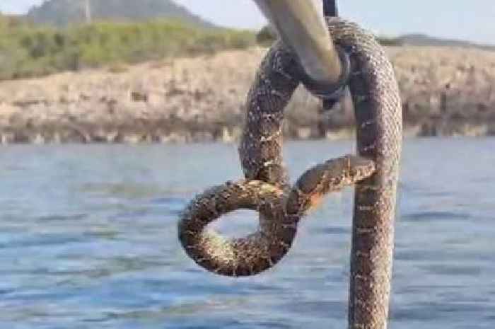 Ibiza tourists 'too scared to swim' as 6ft snakes spotted in sea