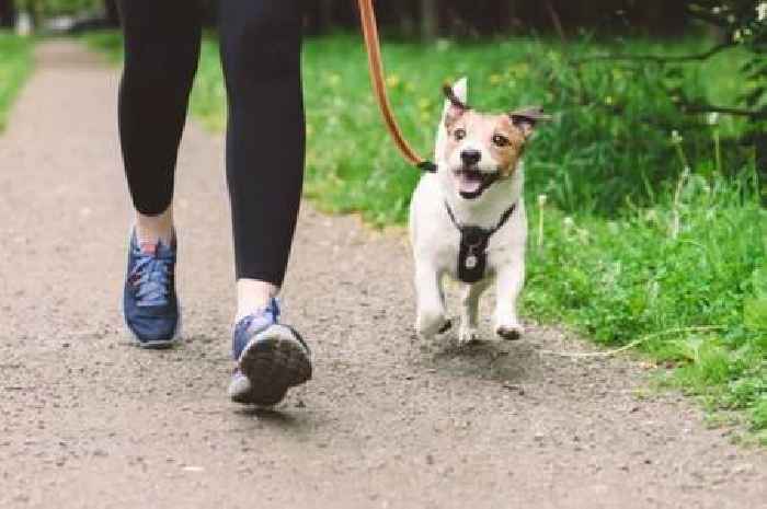 Dog owners face May to September law with £1,000 fine for breaking it