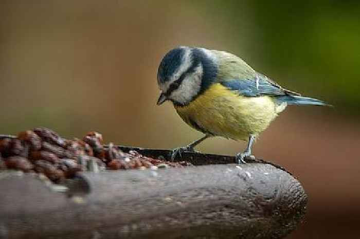 Gardeners urged to place a washing up bowl in their garden immediately
