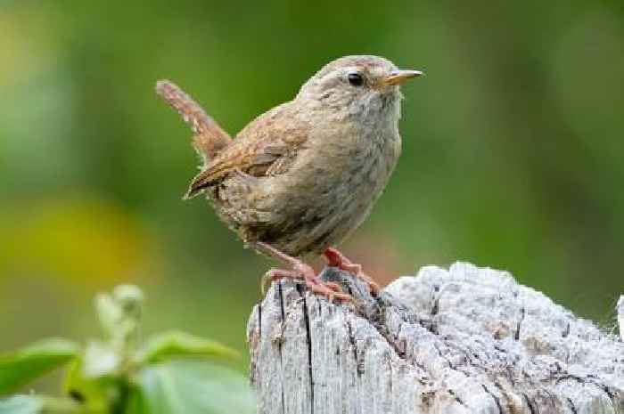 Garden birds' go-to snacks unveiled - and how to stop squirrels from pinching them