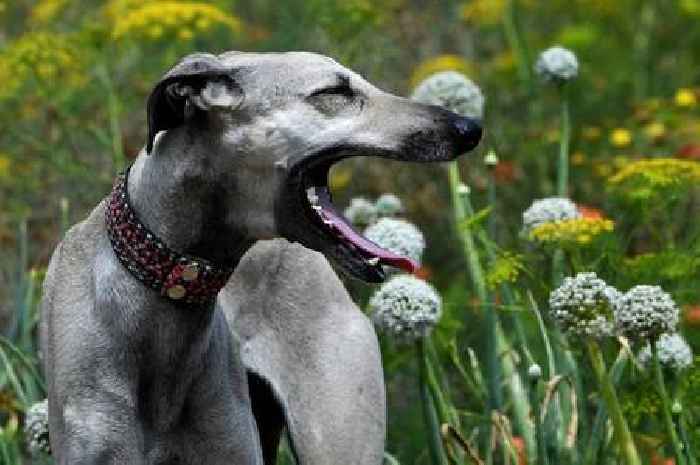 Expert reveals one overlooked factor that could fix dogs' allergies
