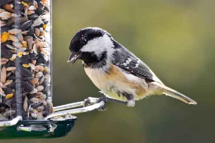 'Favourite foods' of garden birds - and how to stop squirrels from stealing them
