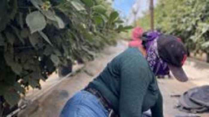 Hiding in the fields - farm workers fearing deportation stay in California's shadows