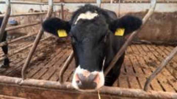 Farm animal thefts linked to organised crime