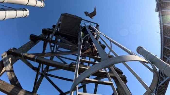 Falcon Father's Day: NYC's new peregrine papas step up