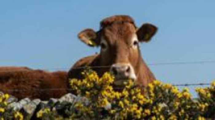 Your photos: Cows, bees and the Strawberry Moon
