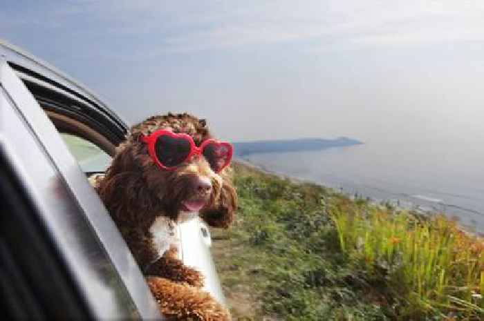 Clever 'five second rule' can save pet's life during hot weather		