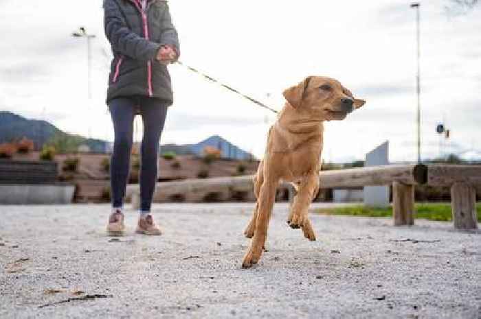 Dogs will stop pulling on lead using trainer's simple technique