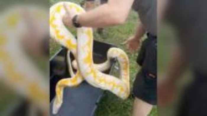 Rescued exotic snakes 'nice and comfy' in care