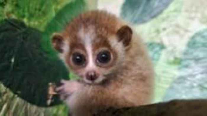 Zoo welcomes rare pygmy loris twins