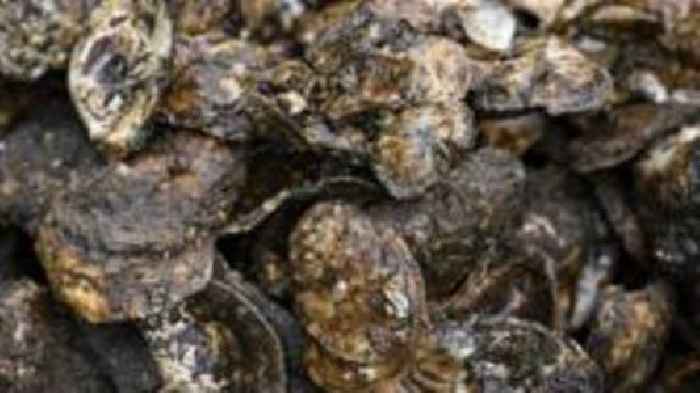 Artificial reef aims to bring wild oysters back