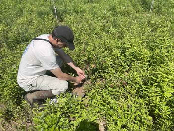To combat flooding in NJ, conservationists turn farmland into forest