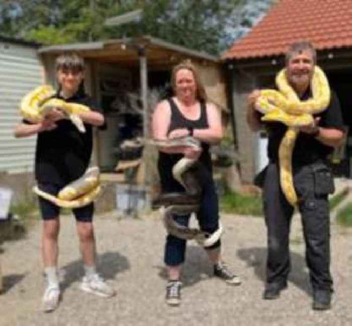 Rescued exotic snakes 'nice and comfy' in care