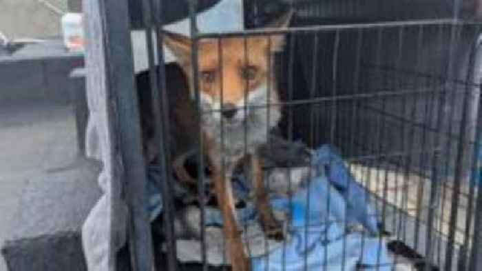 Fox lured from seven-storey rooftop using sardines