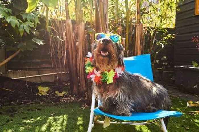 Dog trainer urges owners not to make common mistake in summer heat