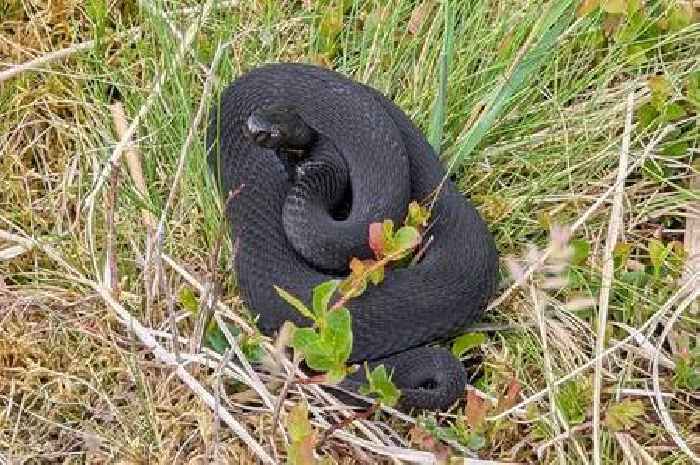 'Surreal' moment rare venomous snake spotted on Dartmoor